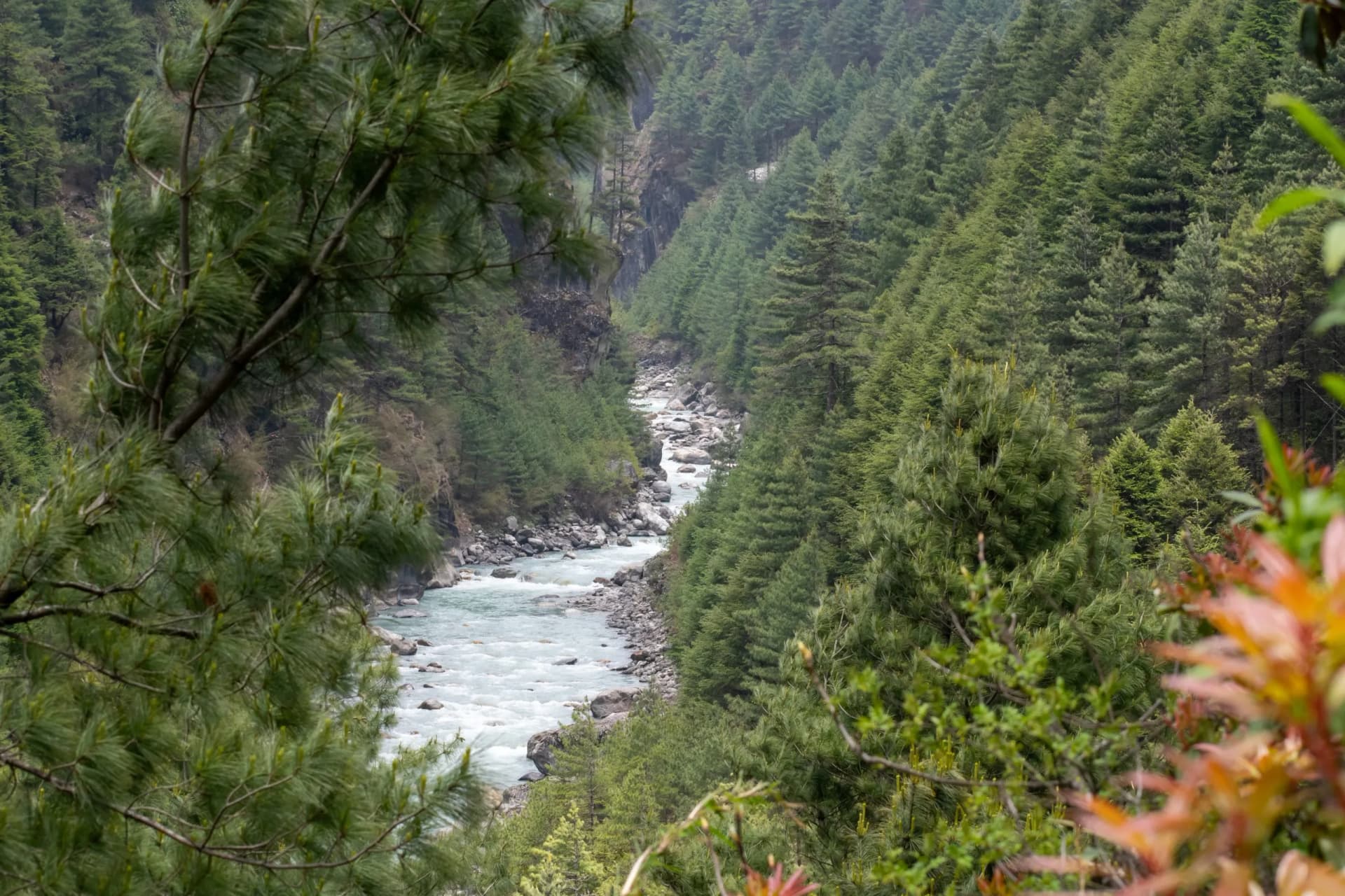 Beautiful white colored dudhkoshi river flowing through dense forest of pine and cedar. White river flowing through lush green forest in the valley enroute everest base camp trek in nepal.
