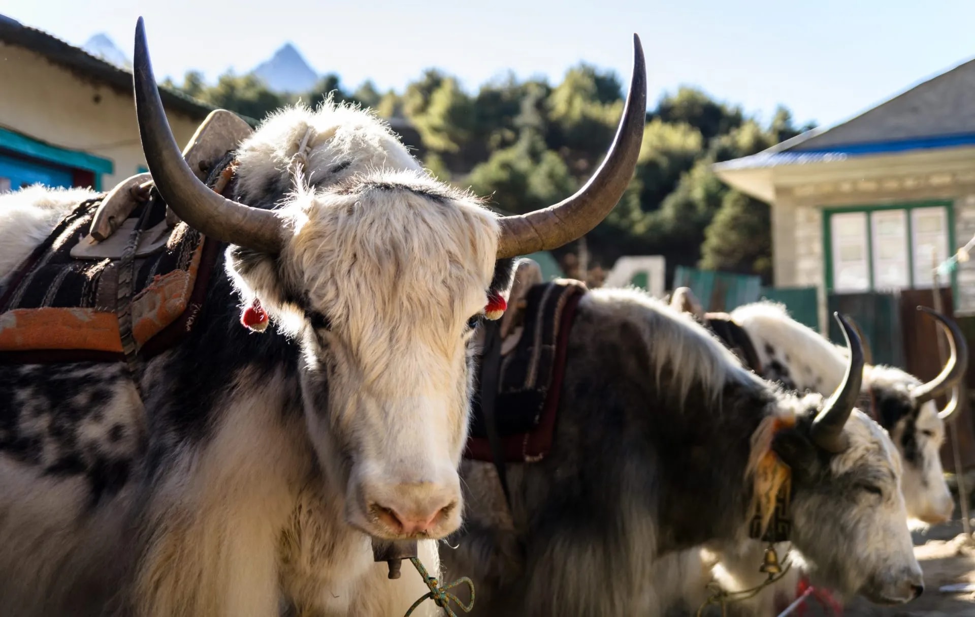 Yak